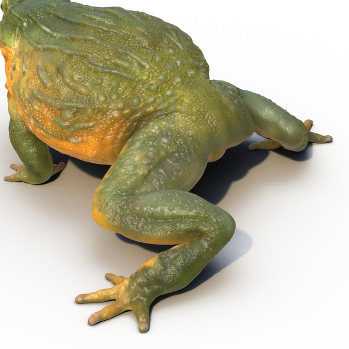 3D African Bullfrog Pose 2 model