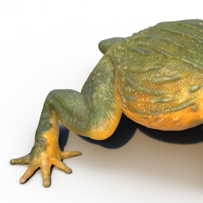 3D African Bullfrog Pose 2 model