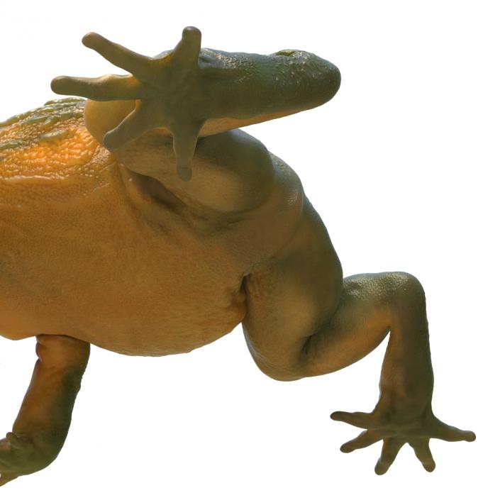 3D African Bullfrog Pose 2 model