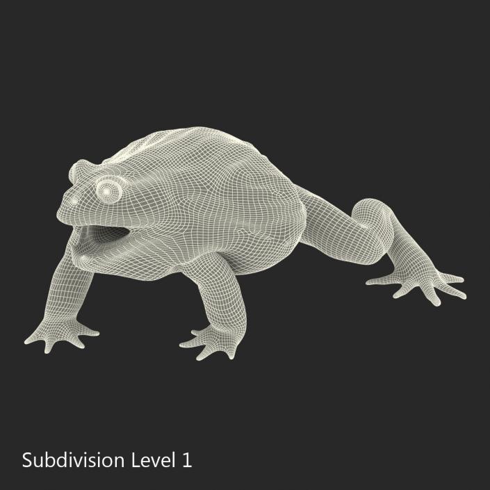 3D African Bullfrog Pose 2 model