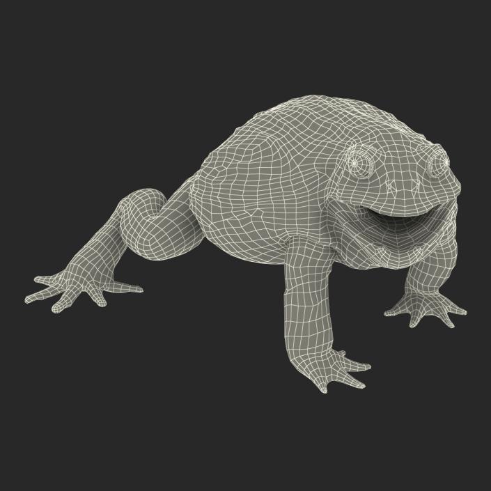 3D African Bullfrog Pose 2 model