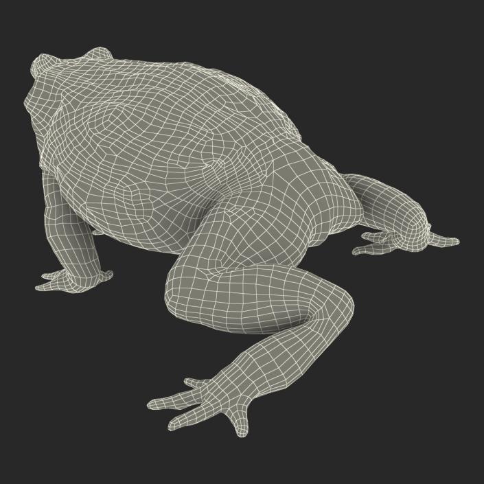 3D African Bullfrog Pose 2 model