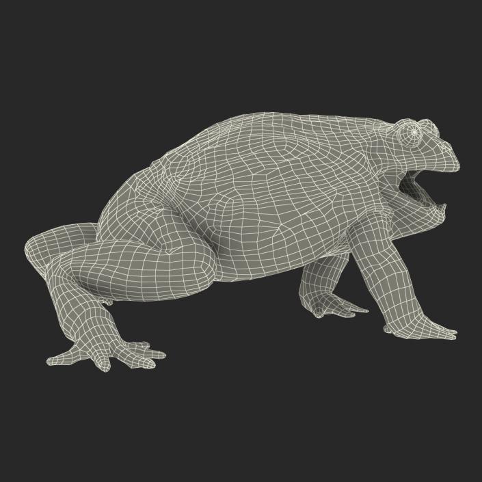 3D African Bullfrog Pose 2 model