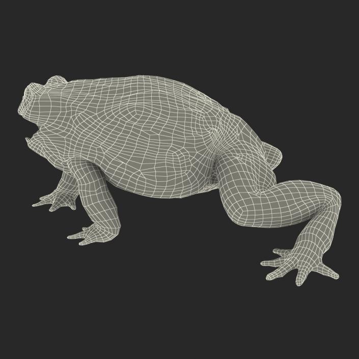 3D African Bullfrog Pose 2 model