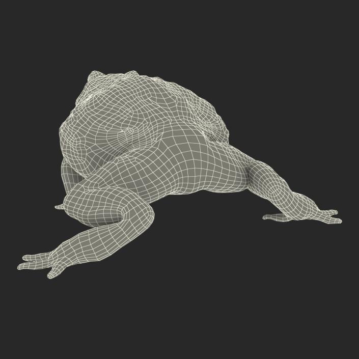 3D African Bullfrog Pose 2 model