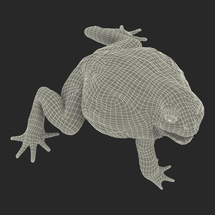 3D African Bullfrog Pose 2 model