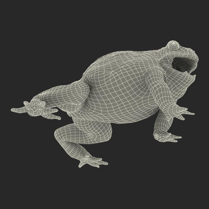 3D African Bullfrog Pose 2 model