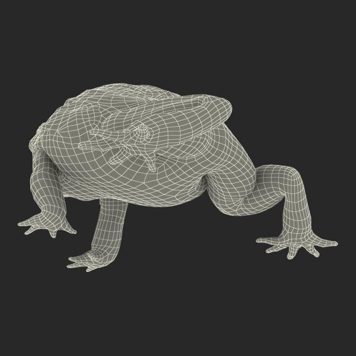 3D African Bullfrog Pose 2 model