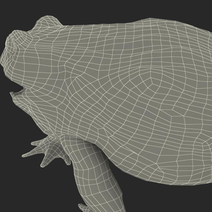 3D African Bullfrog Pose 2 model