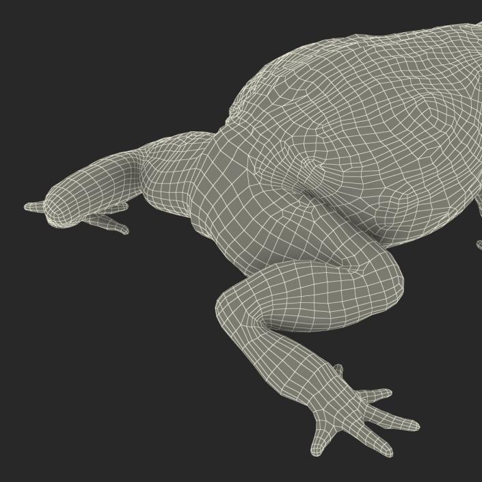 3D African Bullfrog Pose 2 model