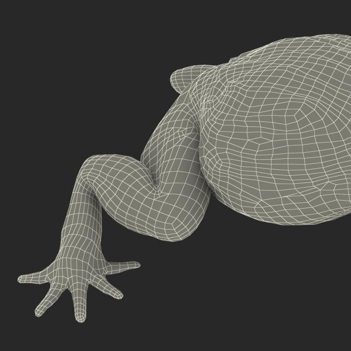 3D African Bullfrog Pose 2 model