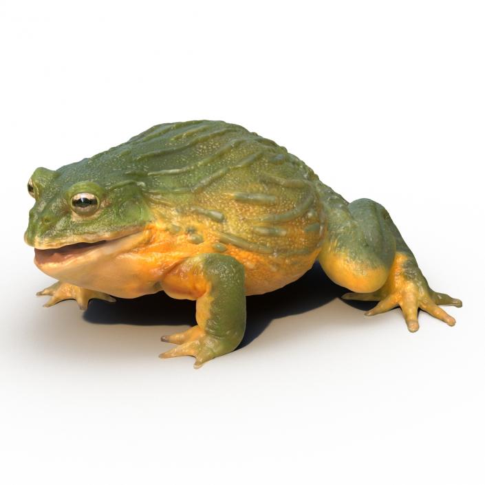 3D African Bullfrog Pose 3 model