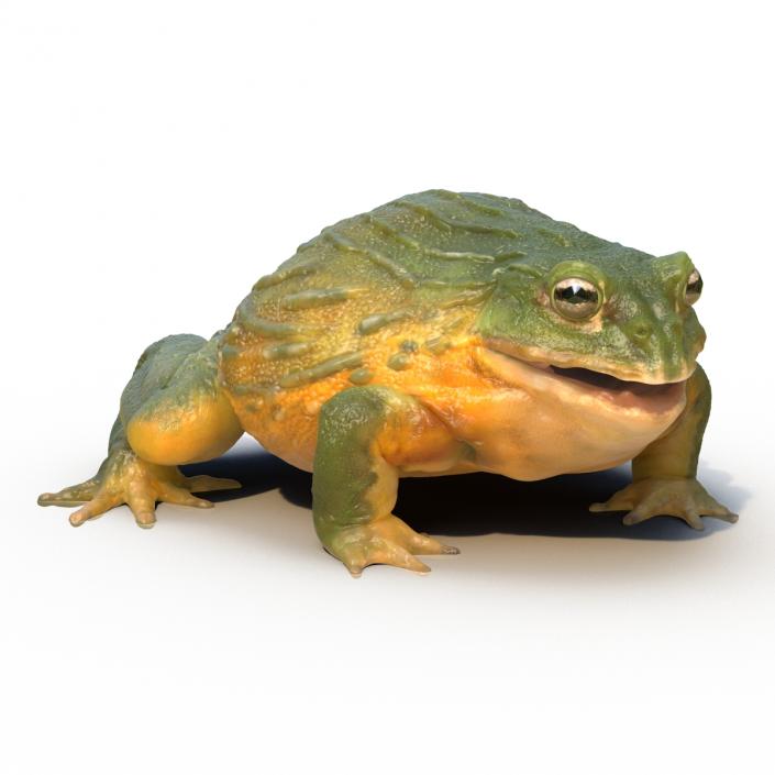 3D African Bullfrog Pose 3 model