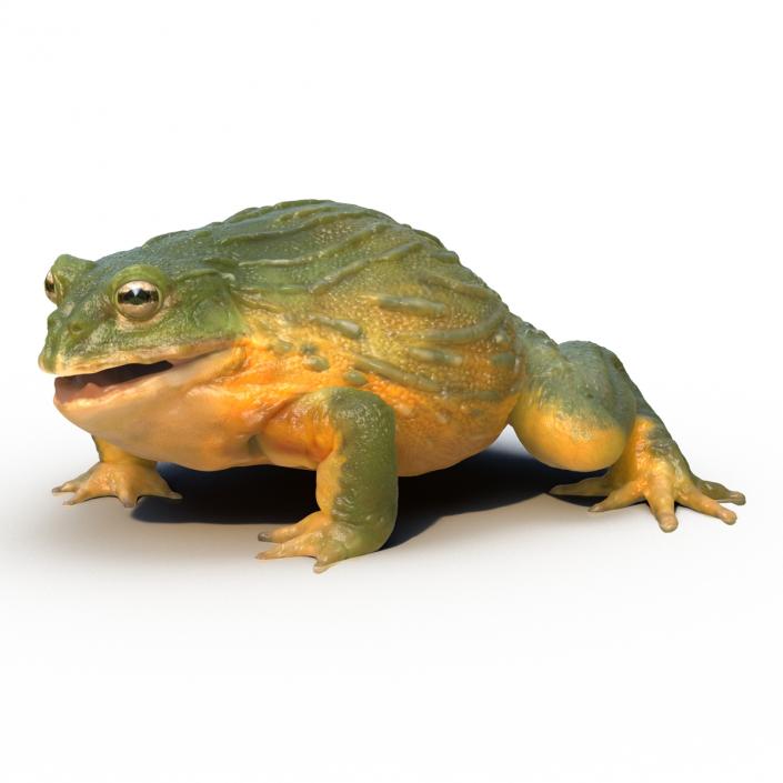 3D African Bullfrog Pose 3 model