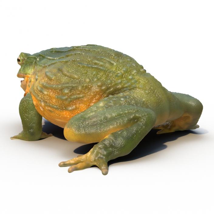 3D African Bullfrog Pose 3 model