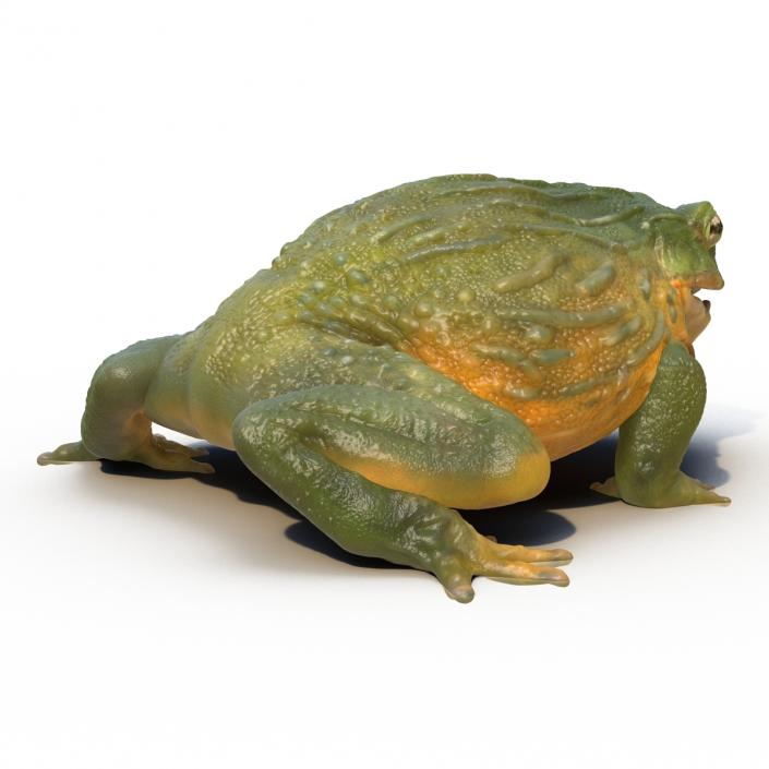 3D African Bullfrog Pose 3 model