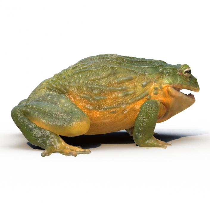 3D African Bullfrog Pose 3 model