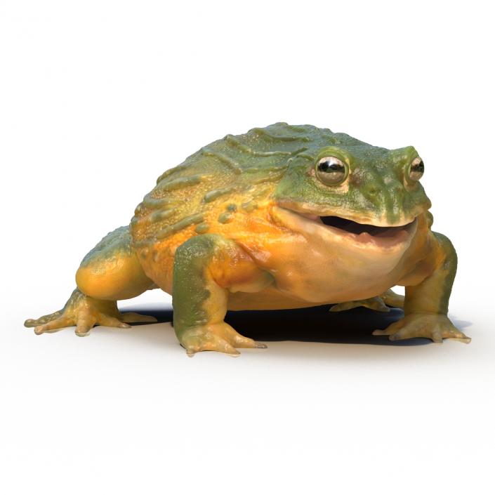 3D African Bullfrog Pose 3 model