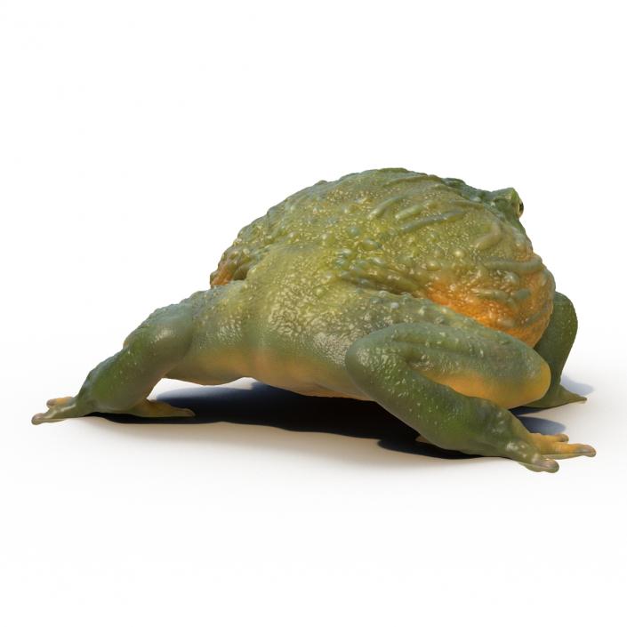 3D African Bullfrog Pose 3 model