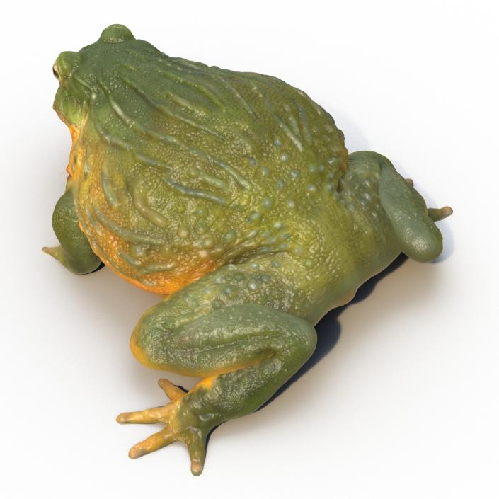 3D African Bullfrog Pose 3 model