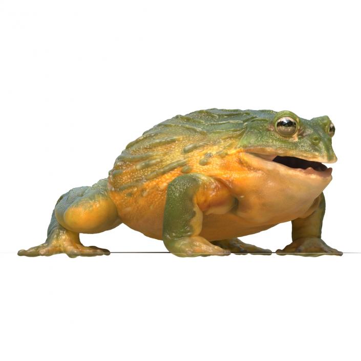 3D African Bullfrog Pose 3 model