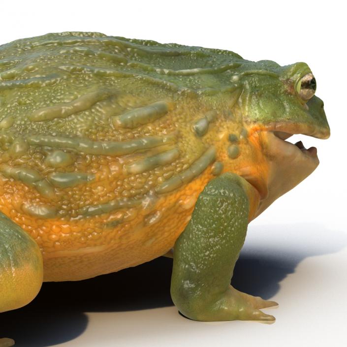 3D African Bullfrog Pose 3 model