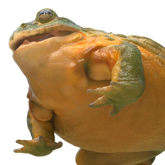 3D African Bullfrog Pose 3 model