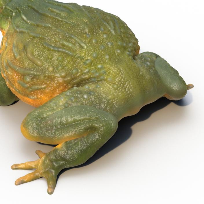 3D African Bullfrog Pose 3 model