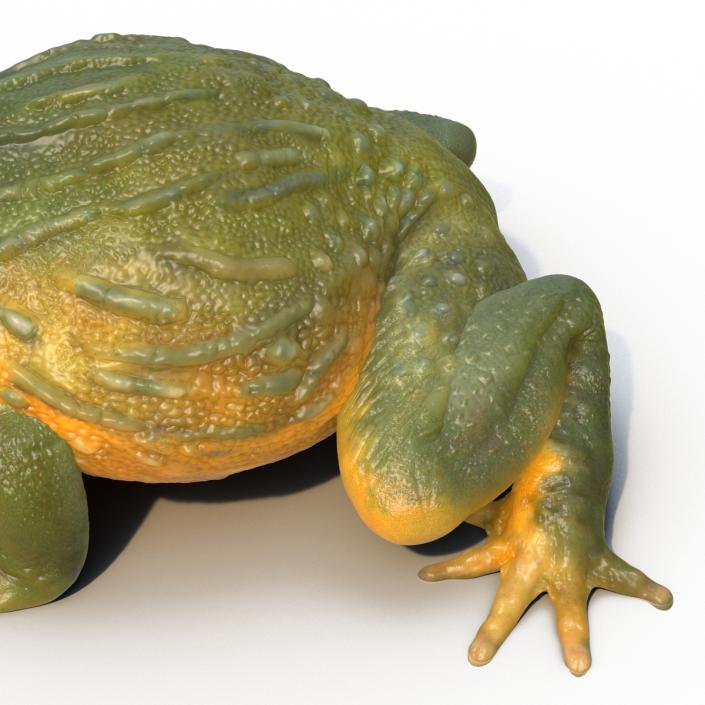 3D African Bullfrog Pose 3 model