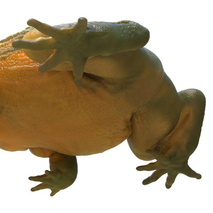 3D African Bullfrog Pose 3 model