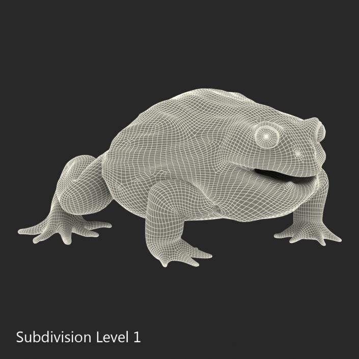 3D African Bullfrog Pose 3 model