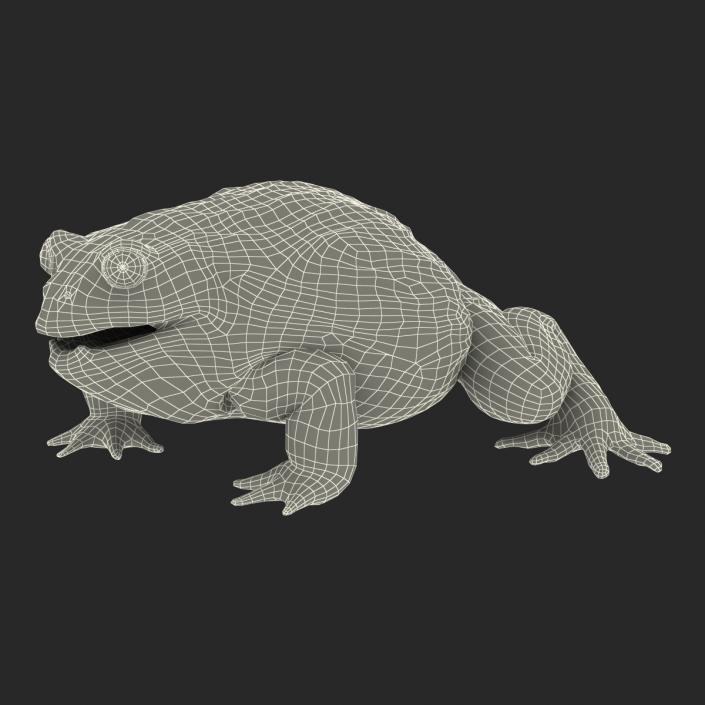 3D African Bullfrog Pose 3 model