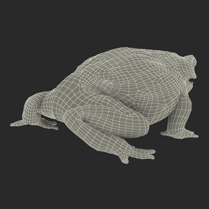 3D African Bullfrog Pose 3 model