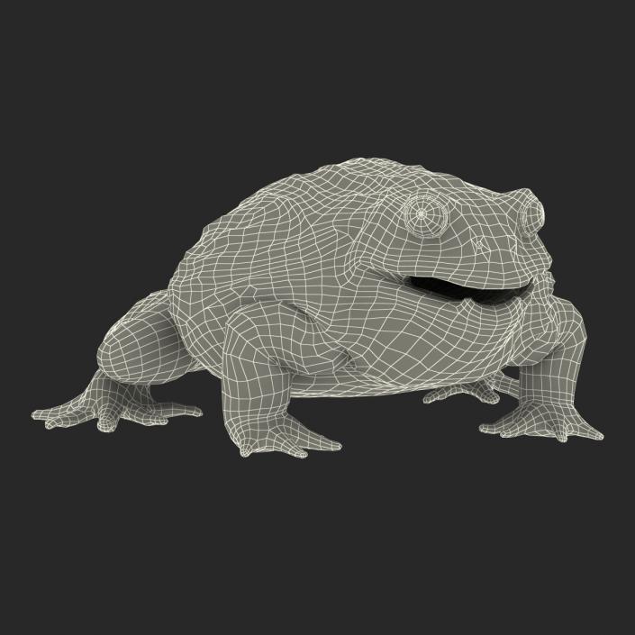 3D African Bullfrog Pose 3 model