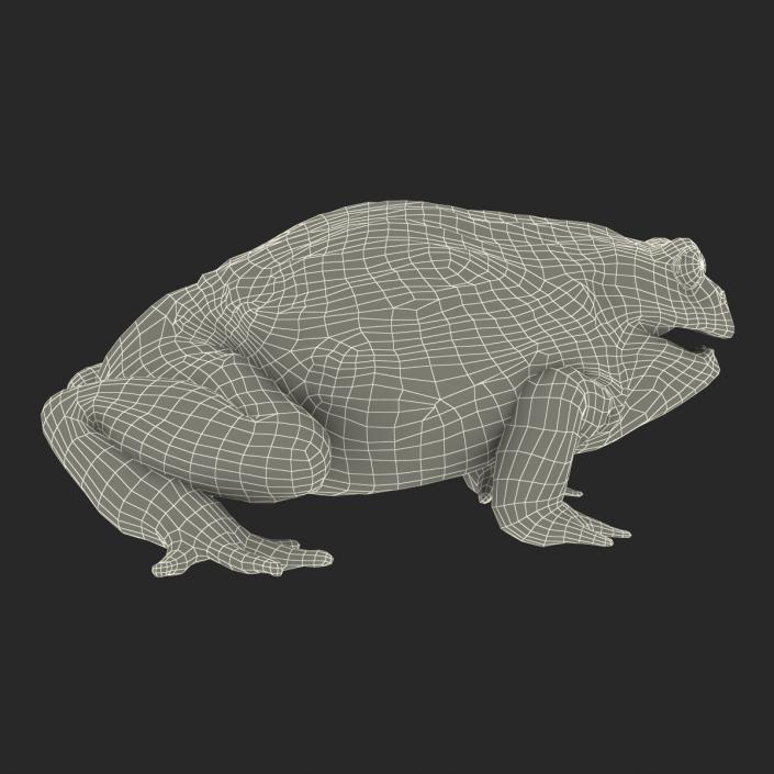 3D African Bullfrog Pose 3 model