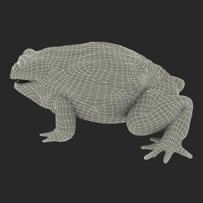 3D African Bullfrog Pose 3 model