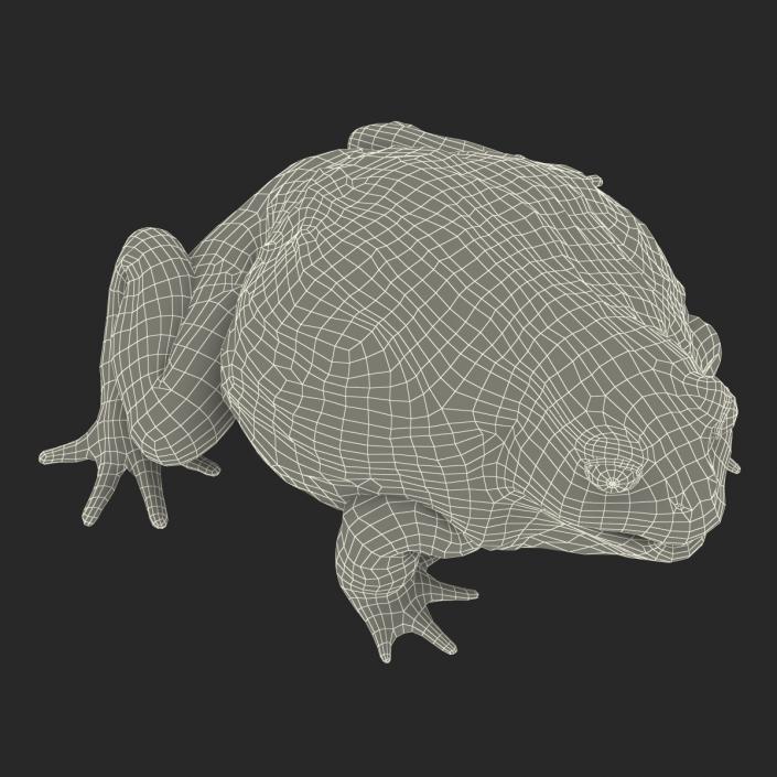 3D African Bullfrog Pose 3 model