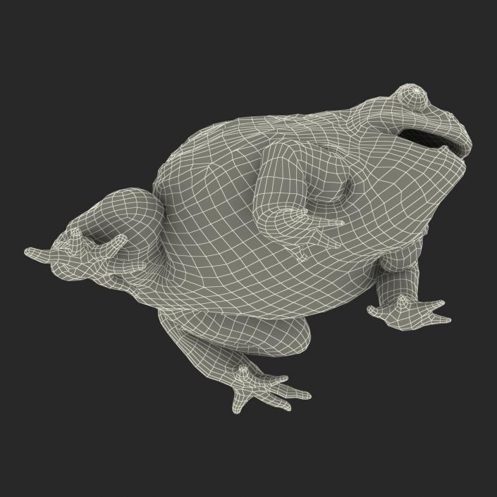 3D African Bullfrog Pose 3 model