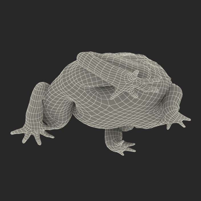 3D African Bullfrog Pose 3 model