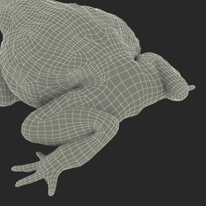 3D African Bullfrog Pose 3 model