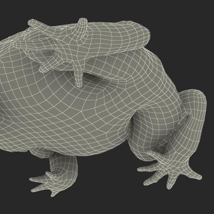 3D African Bullfrog Pose 3 model