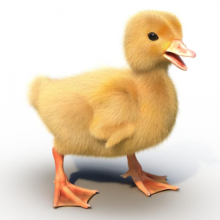 3D model Duckling Rigged