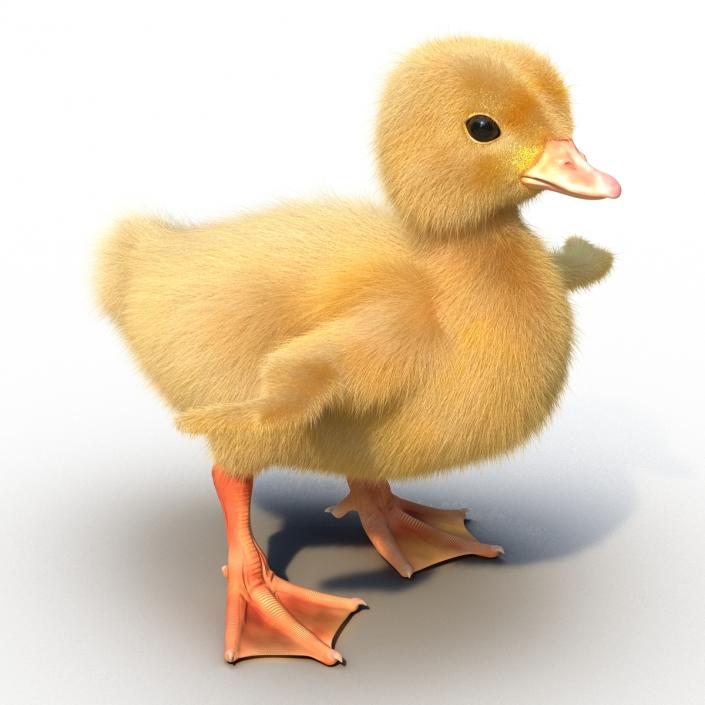 3D model Duckling Rigged