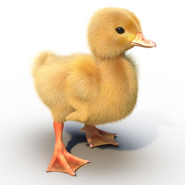 3D model Duckling Rigged