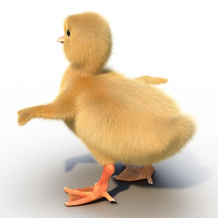 3D model Duckling Rigged