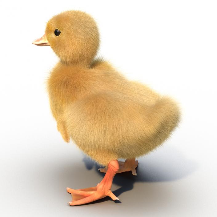 3D model Duckling Rigged