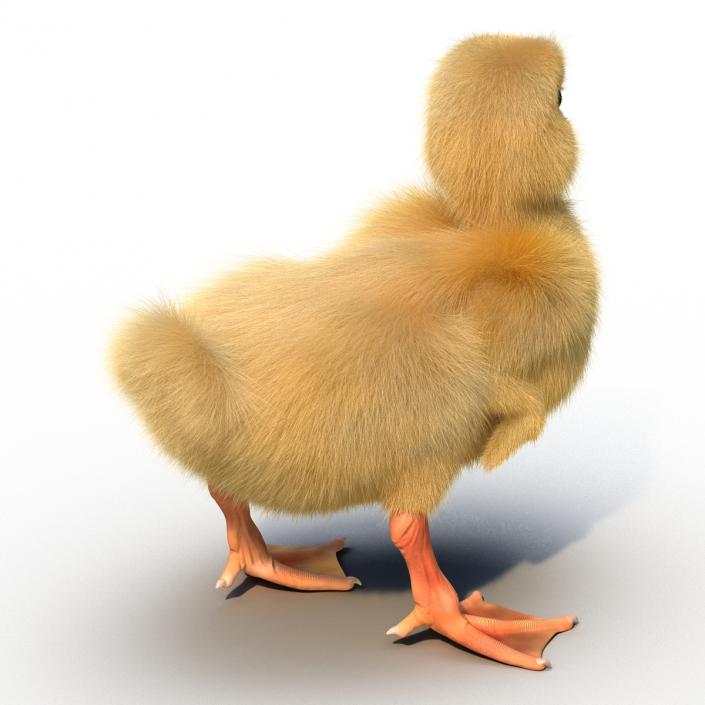 3D model Duckling Rigged