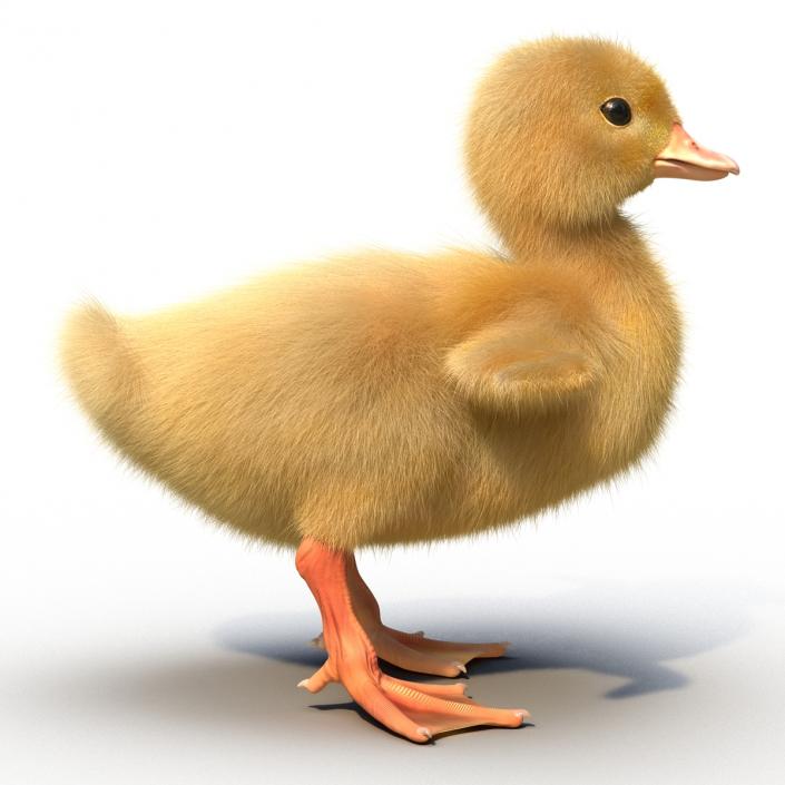 3D model Duckling Rigged