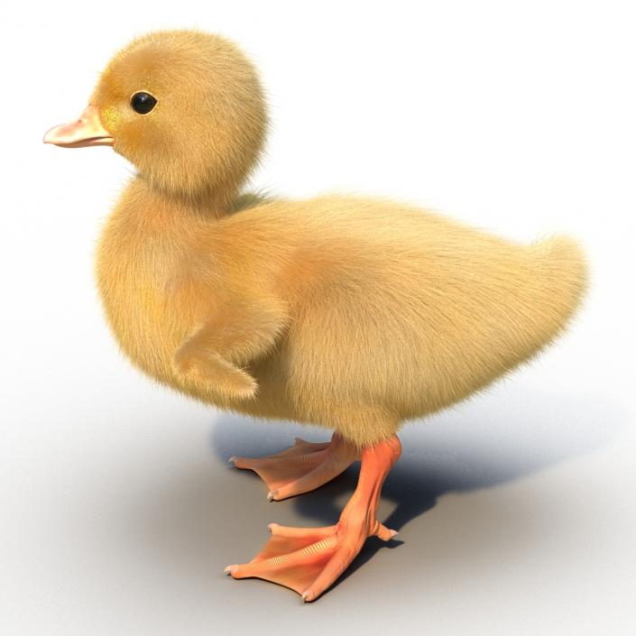 3D model Duckling Rigged