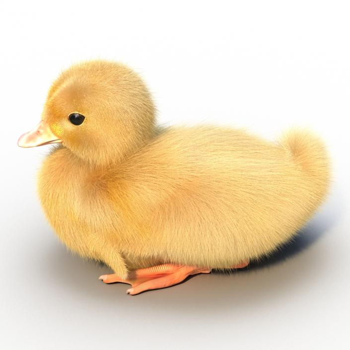 3D model Duckling Rigged